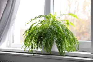 indoor fern